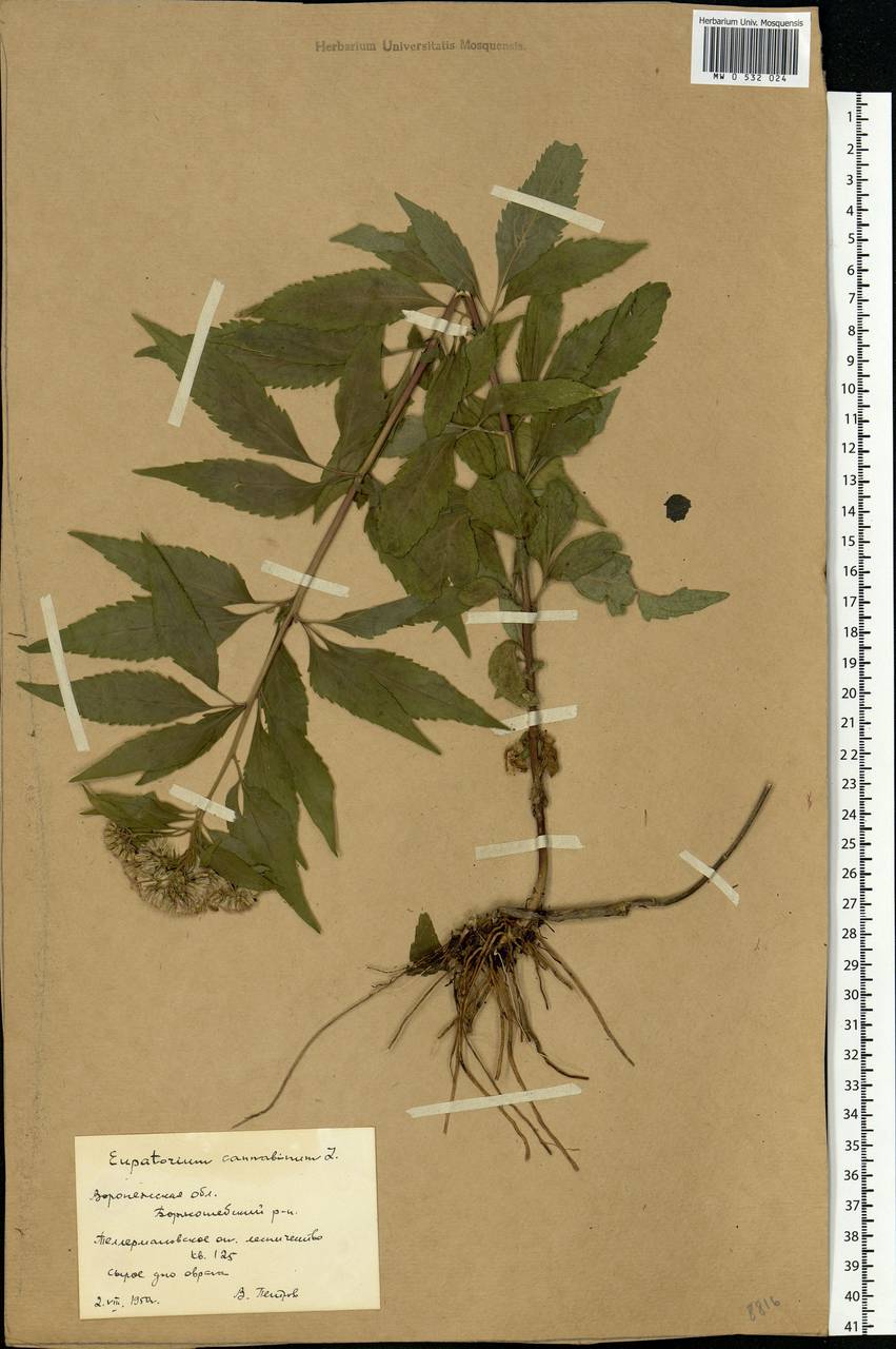Eupatorium cannabinum L., Eastern Europe, Central forest-and-steppe region (E6) (Russia)
