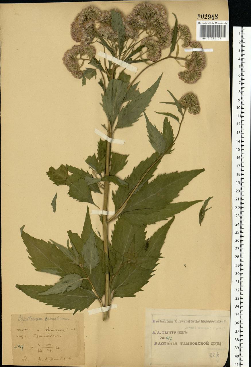 Eupatorium cannabinum L., Eastern Europe, Central forest-and-steppe region (E6) (Russia)