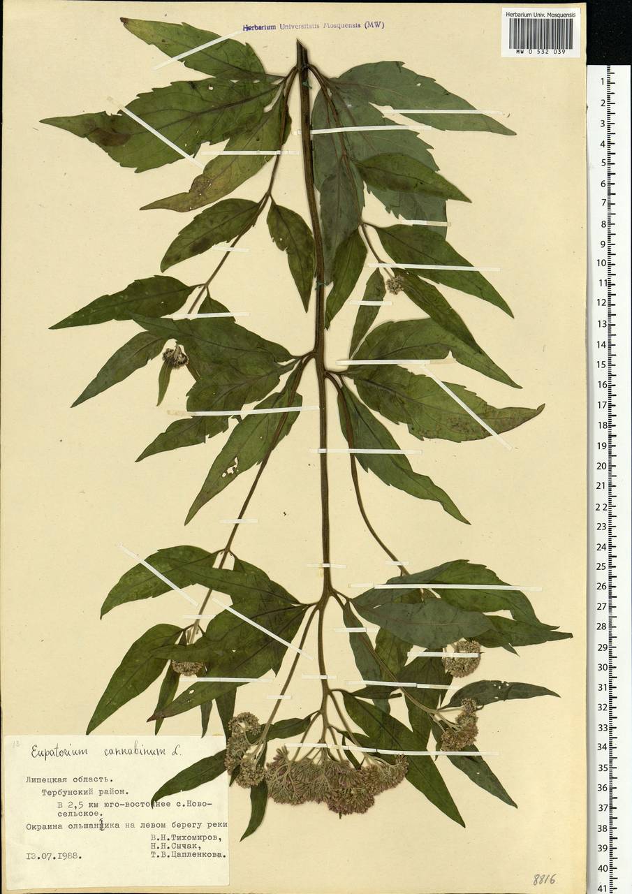 Eupatorium cannabinum L., Eastern Europe, Central forest-and-steppe region (E6) (Russia)