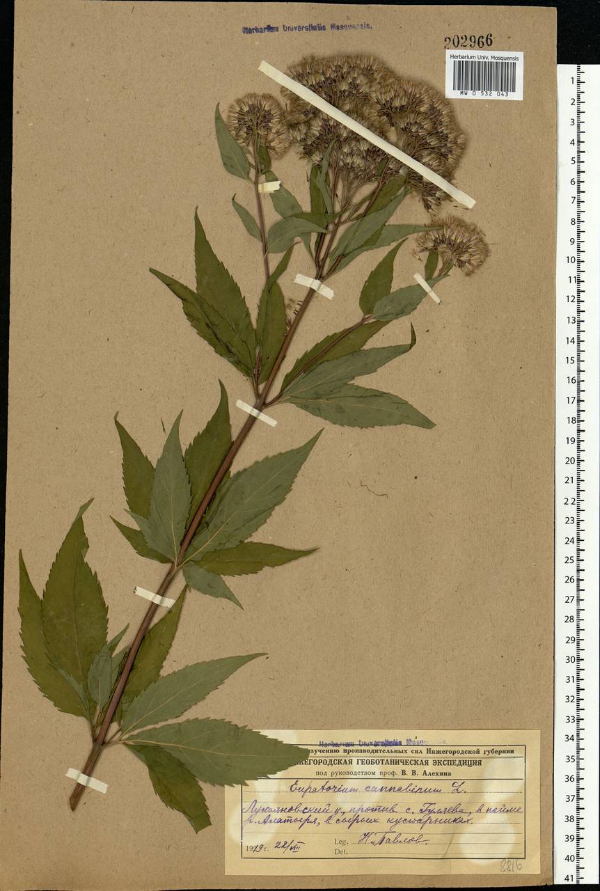 Eupatorium cannabinum L., Eastern Europe, Middle Volga region (E8) (Russia)