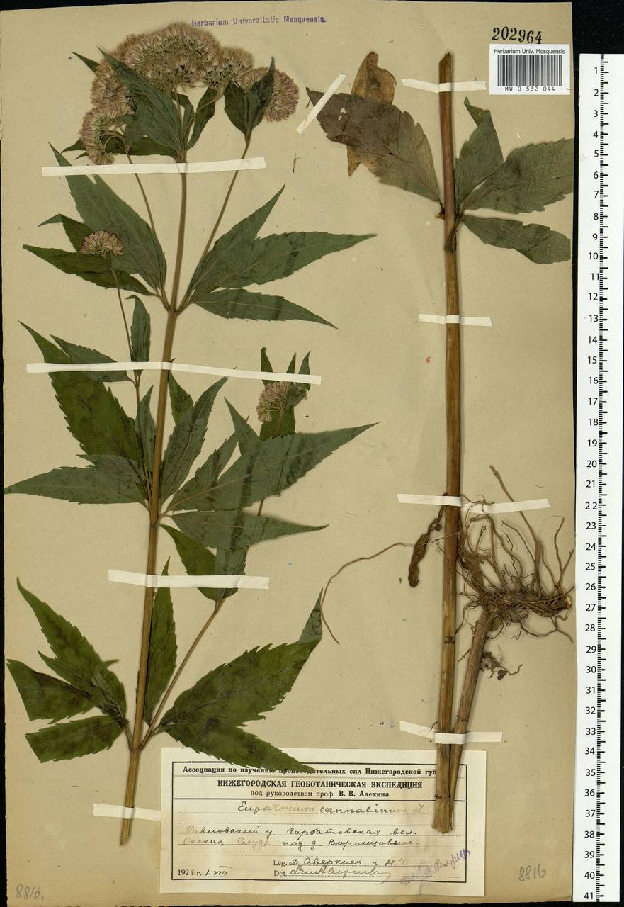 Eupatorium cannabinum L., Eastern Europe, Volga-Kama region (E7) (Russia)