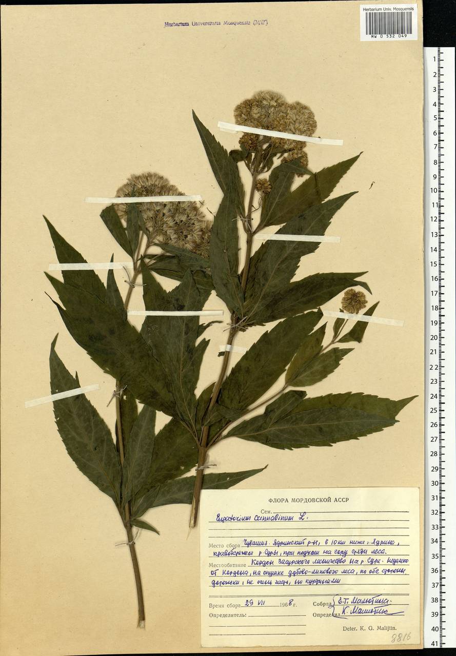 Eupatorium cannabinum L., Eastern Europe, Middle Volga region (E8) (Russia)