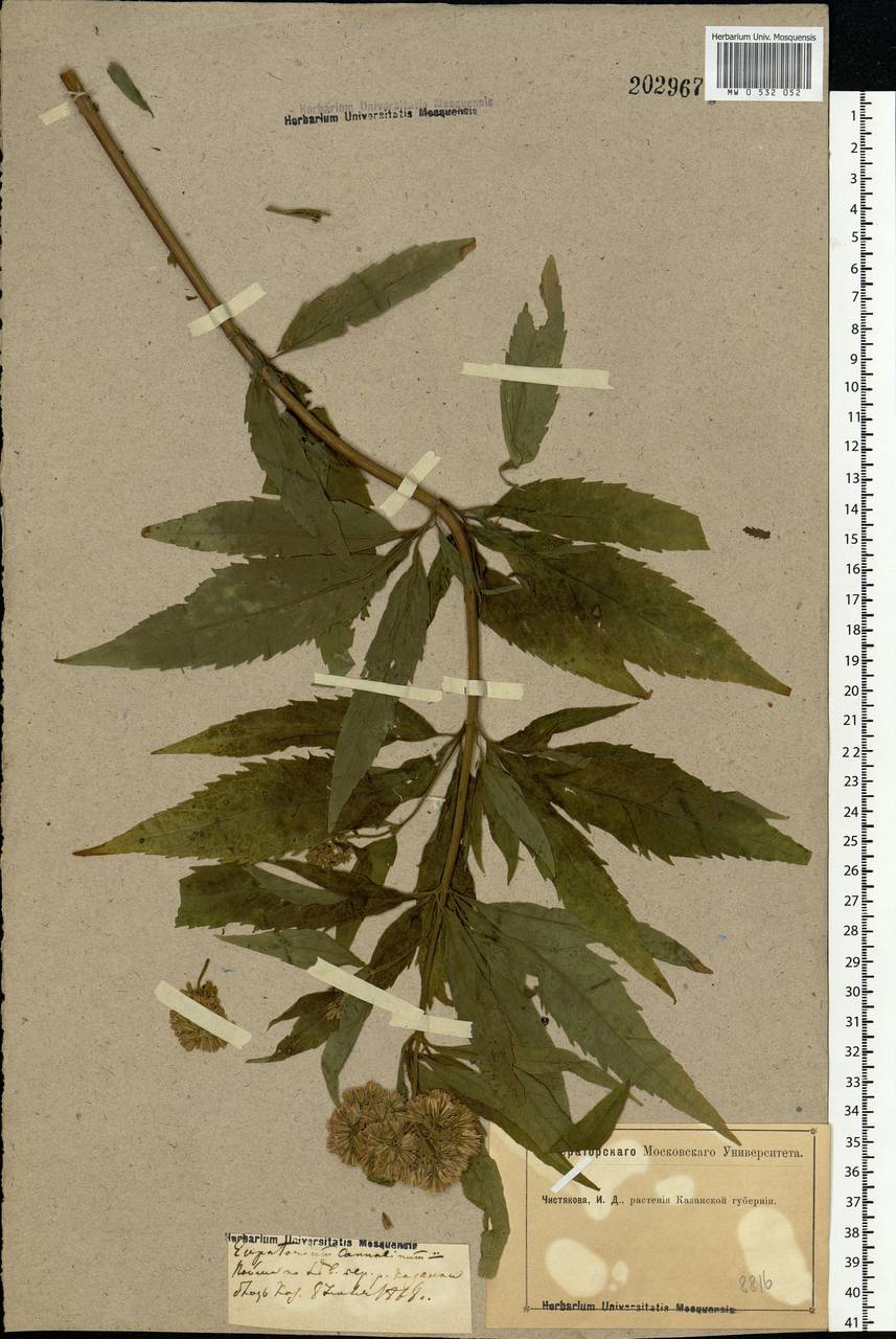 Eupatorium cannabinum L., Eastern Europe, Middle Volga region (E8) (Russia)
