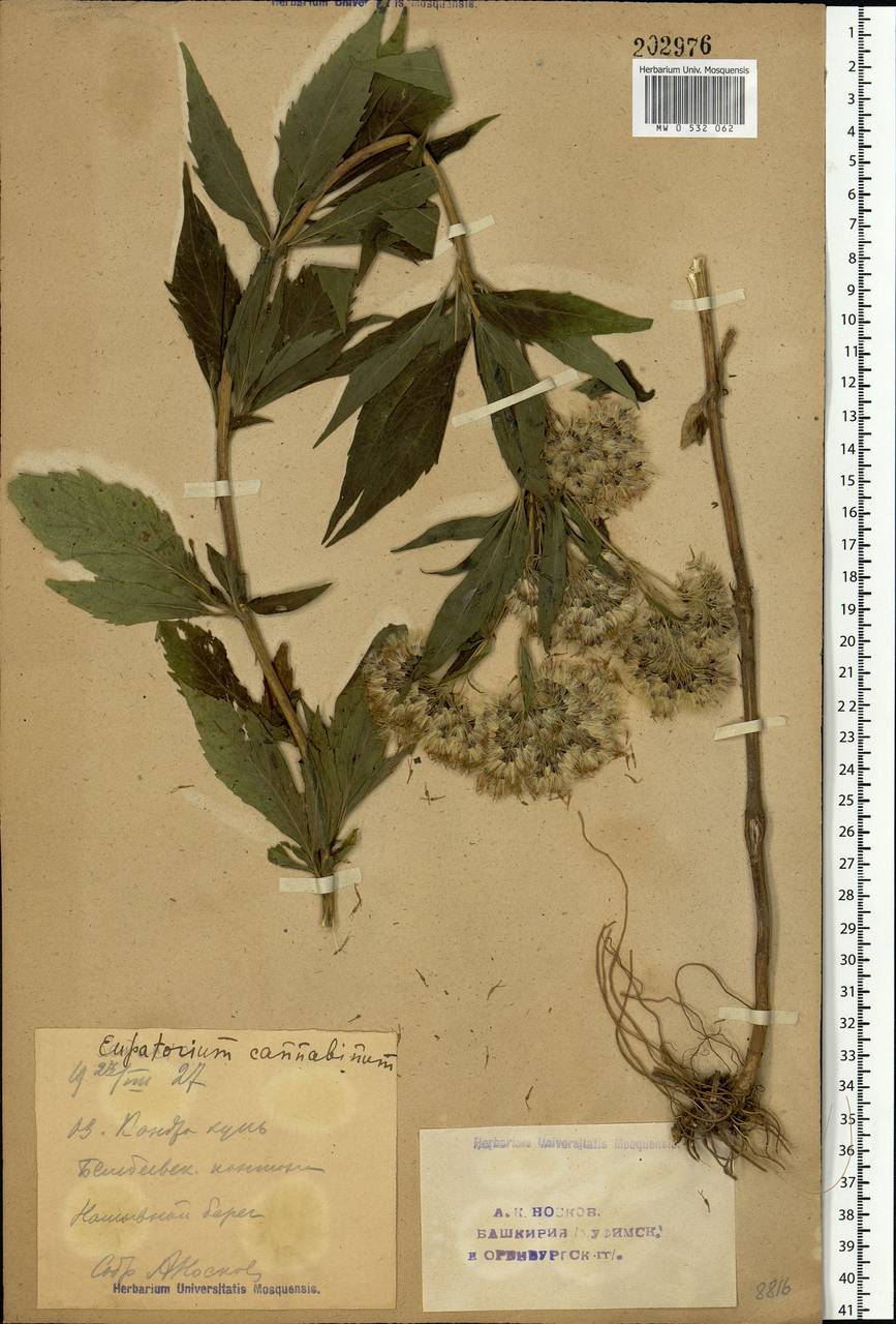 Eupatorium cannabinum L., Eastern Europe, Eastern region (E10) (Russia)