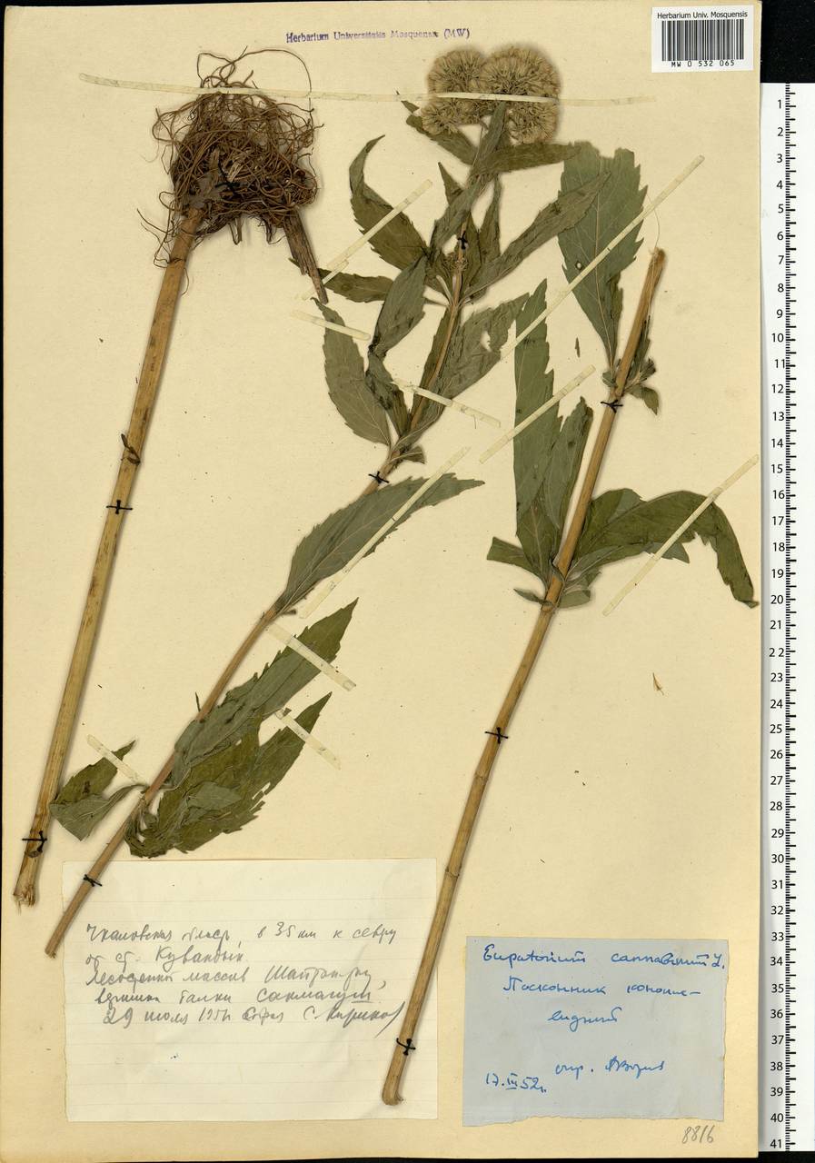 Eupatorium cannabinum L., Eastern Europe, Eastern region (E10) (Russia)