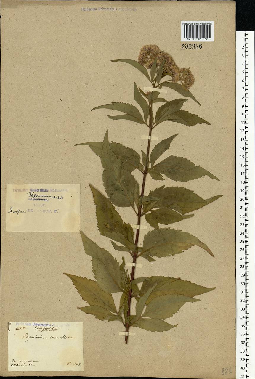 Eupatorium cannabinum L., Eastern Europe, North Ukrainian region (E11) (Ukraine)