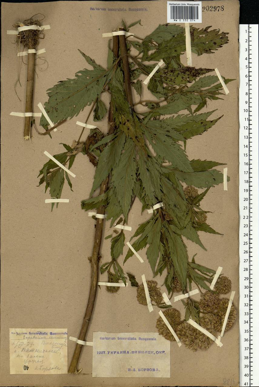 Eupatorium cannabinum L., Eastern Europe, South Ukrainian region (E12) (Ukraine)
