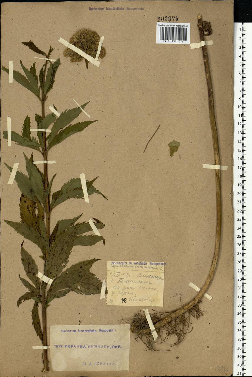 Eupatorium cannabinum L., Eastern Europe, South Ukrainian region (E12) (Ukraine)