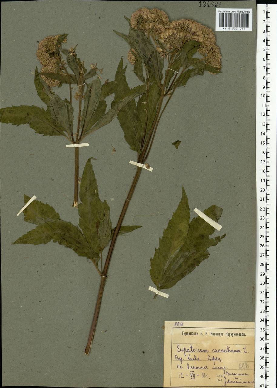Eupatorium cannabinum L., Eastern Europe, North Ukrainian region (E11) (Ukraine)