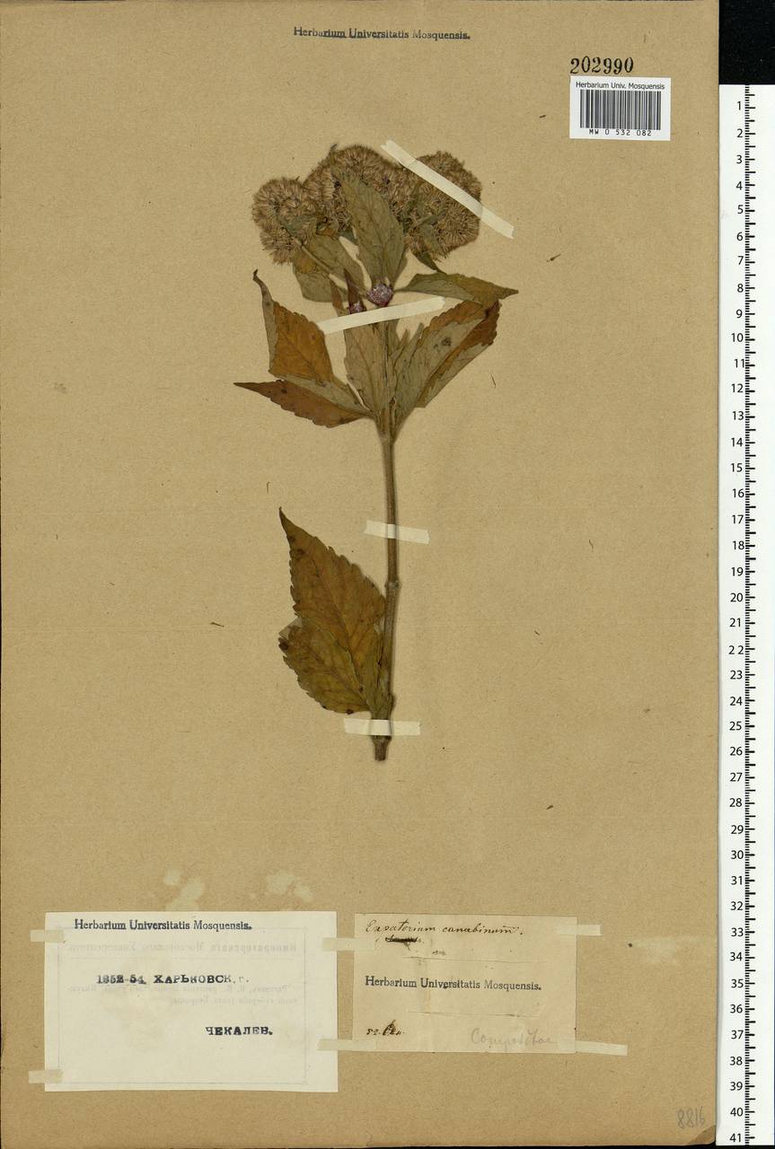 Eupatorium cannabinum L., Eastern Europe, North Ukrainian region (E11) (Ukraine)