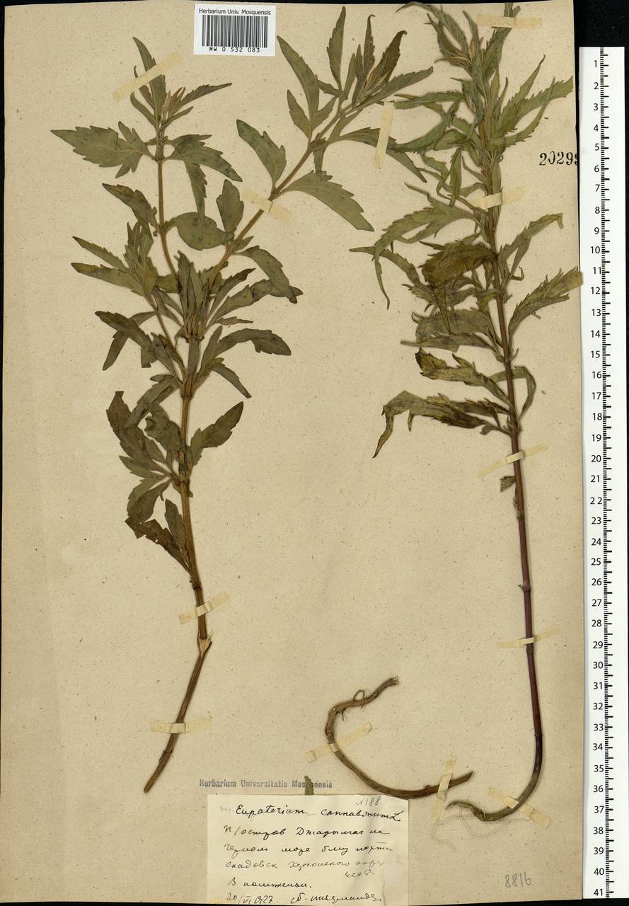 Eupatorium cannabinum L., Eastern Europe, South Ukrainian region (E12) (Ukraine)