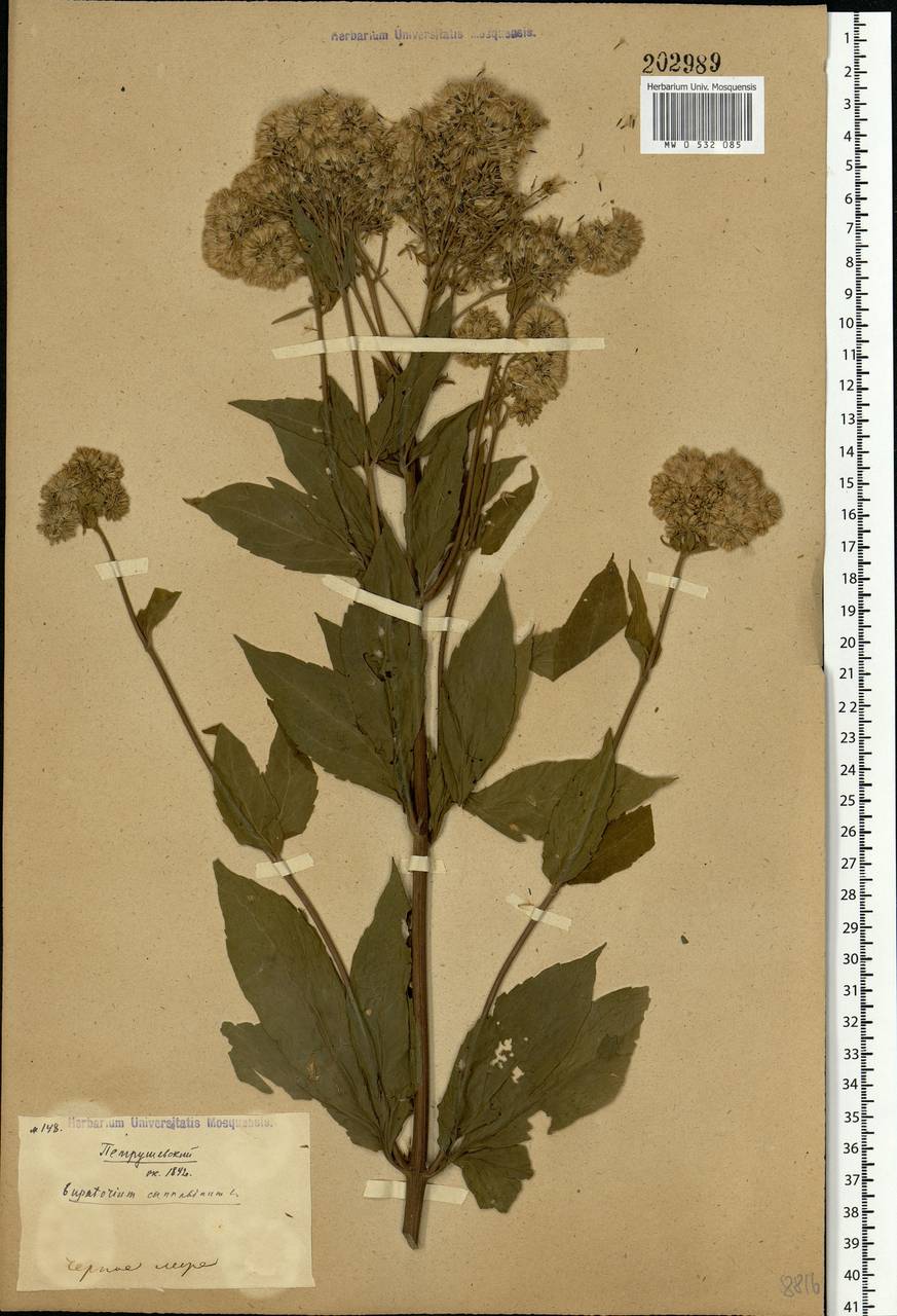Eupatorium cannabinum L., Eastern Europe, South Ukrainian region (E12) (Ukraine)