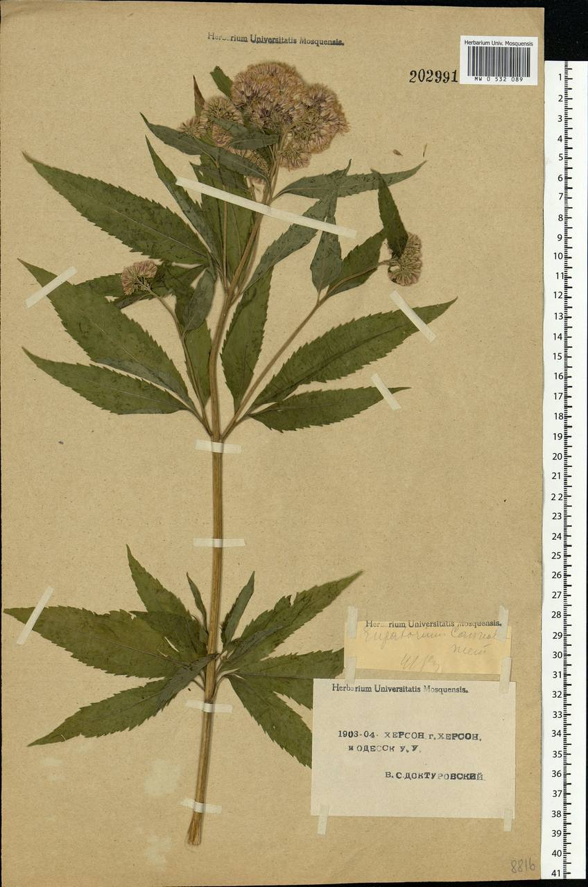 Eupatorium cannabinum L., Eastern Europe, South Ukrainian region (E12) (Ukraine)