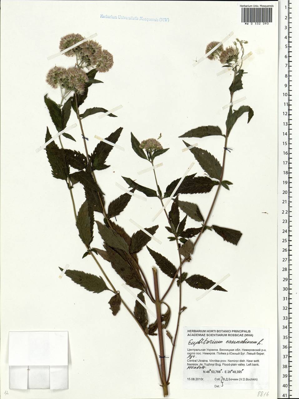 Eupatorium cannabinum L., Eastern Europe, South Ukrainian region (E12) (Ukraine)