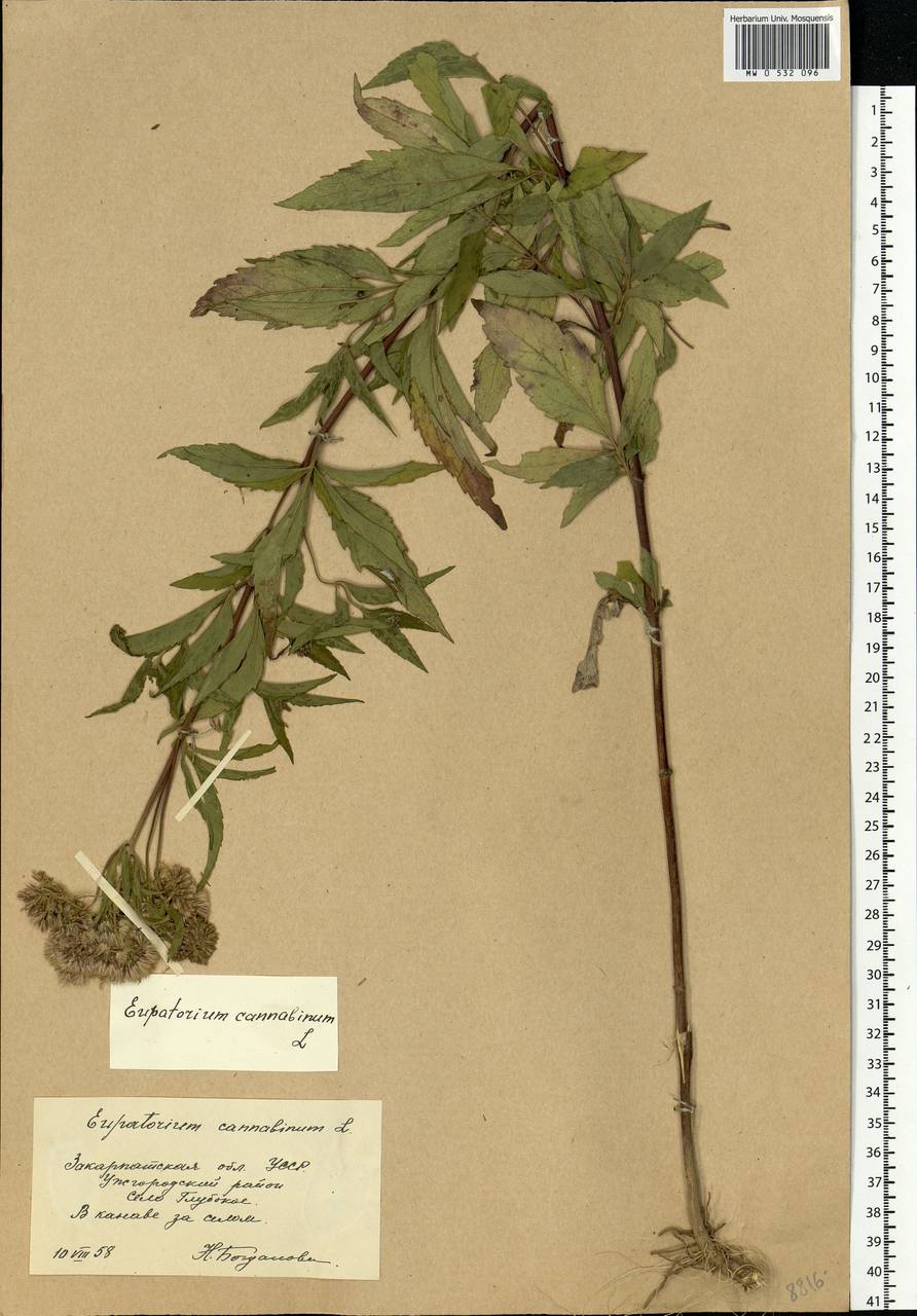 Eupatorium cannabinum L., Eastern Europe, West Ukrainian region (E13) (Ukraine)