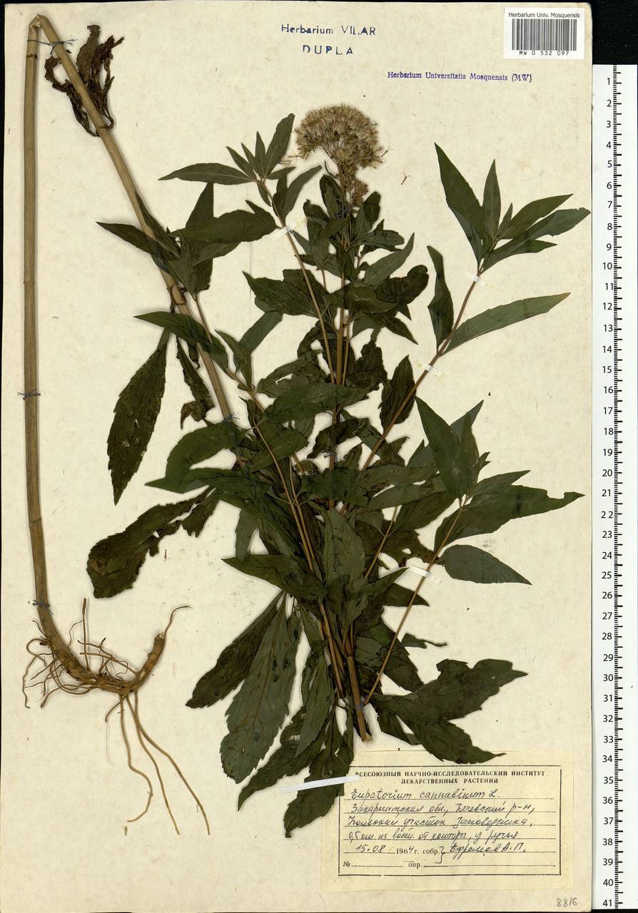 Eupatorium cannabinum L., Eastern Europe, West Ukrainian region (E13) (Ukraine)