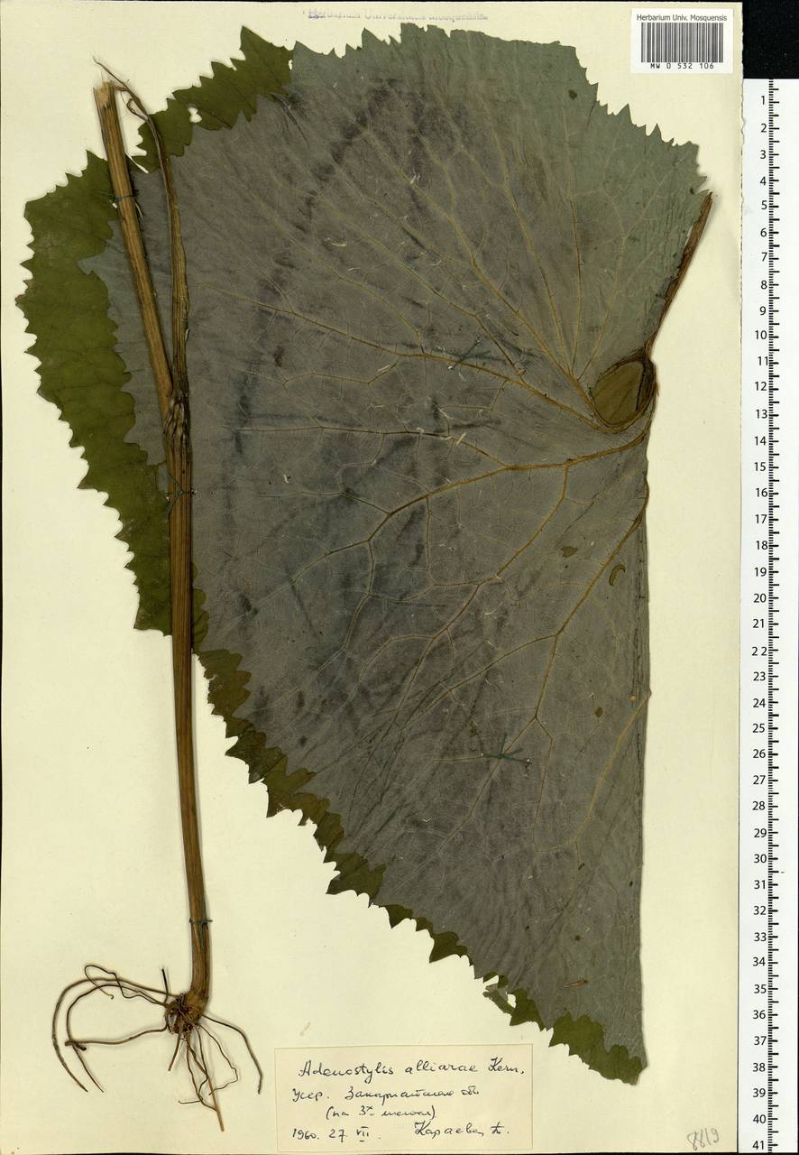 Adenostyles alliariae (Gouan) A. Kern., Eastern Europe, West Ukrainian region (E13) (Ukraine)