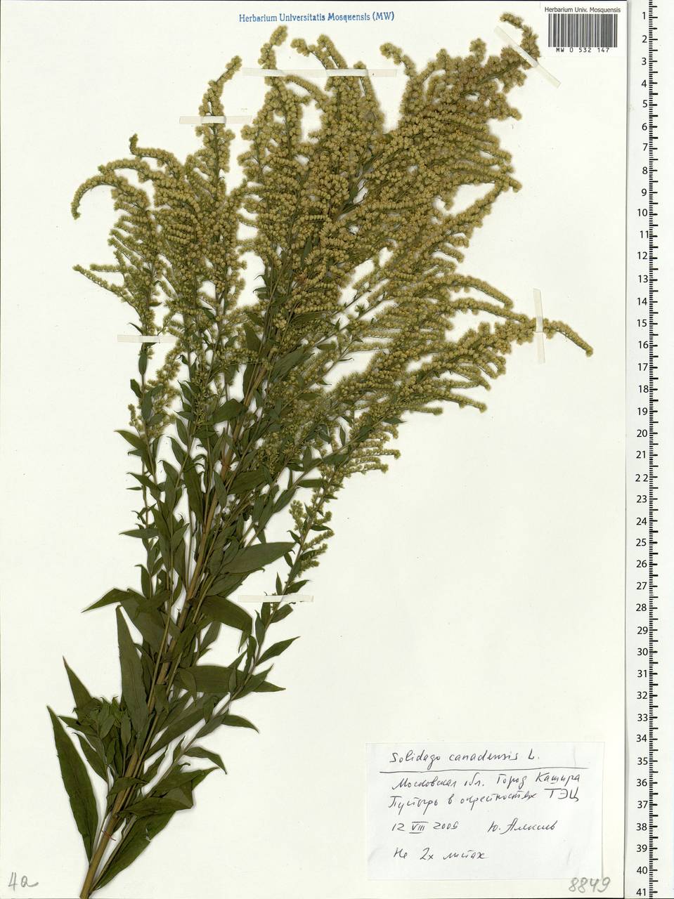 Solidago canadensis L., Eastern Europe, Moscow region (E4a) (Russia)