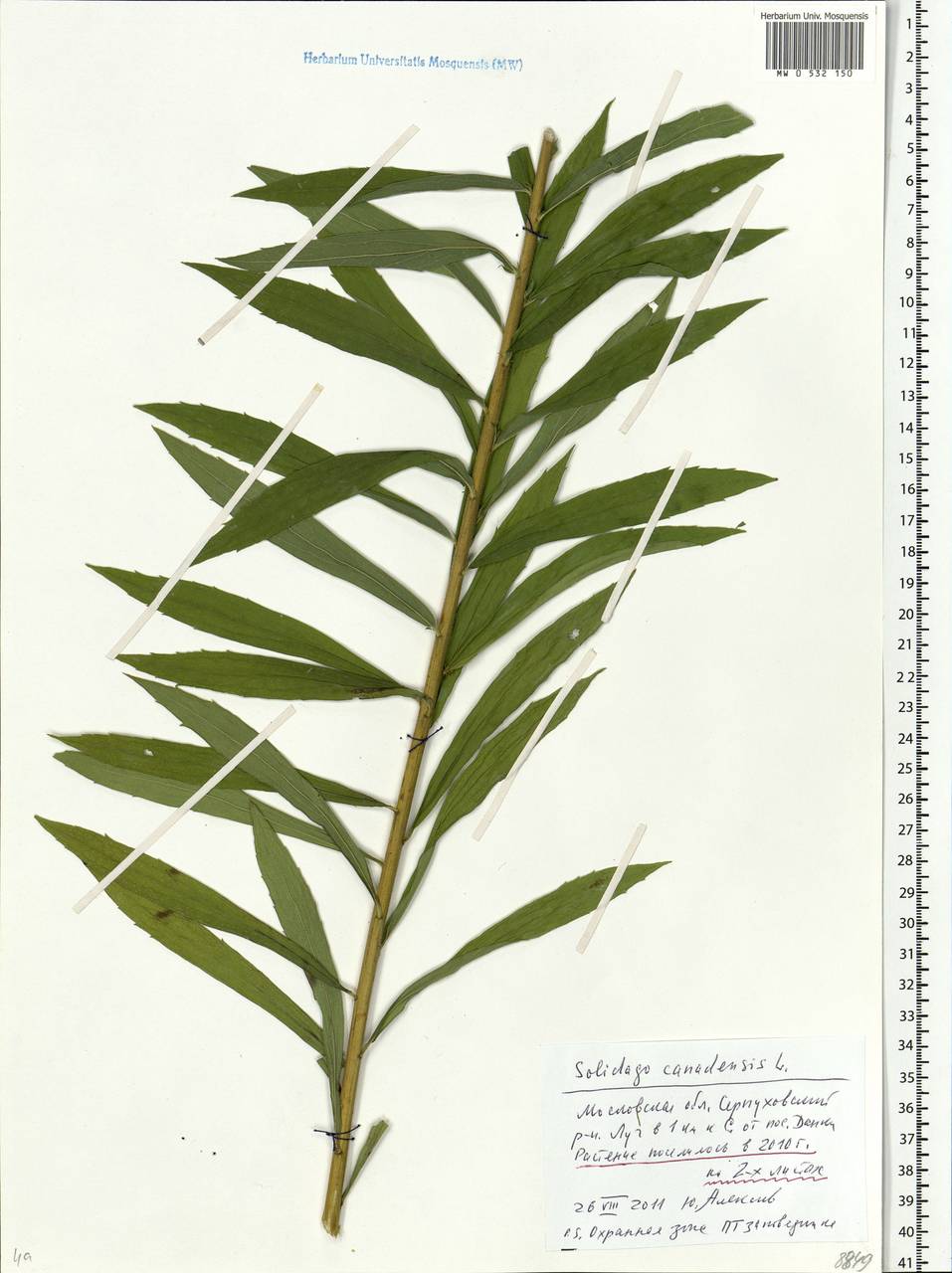 Solidago canadensis L., Eastern Europe, Moscow region (E4a) (Russia)