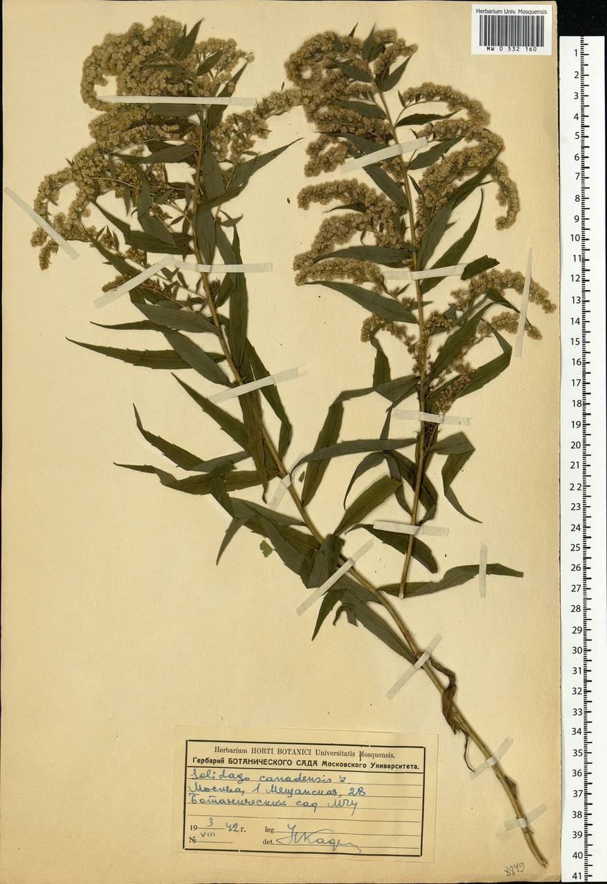 Solidago canadensis L., Eastern Europe, Moscow region (E4a) (Russia)