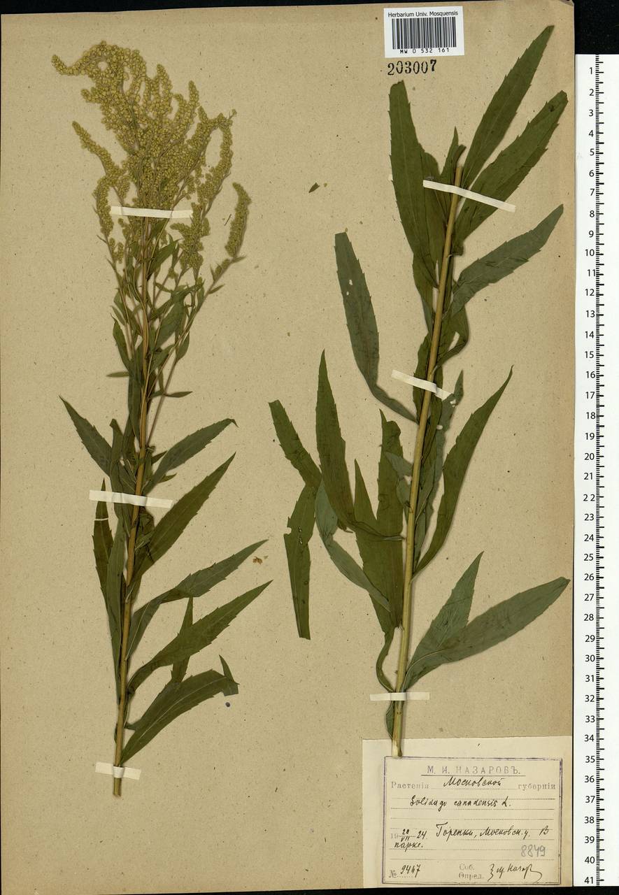 Solidago canadensis L., Eastern Europe, Moscow region (E4a) (Russia)