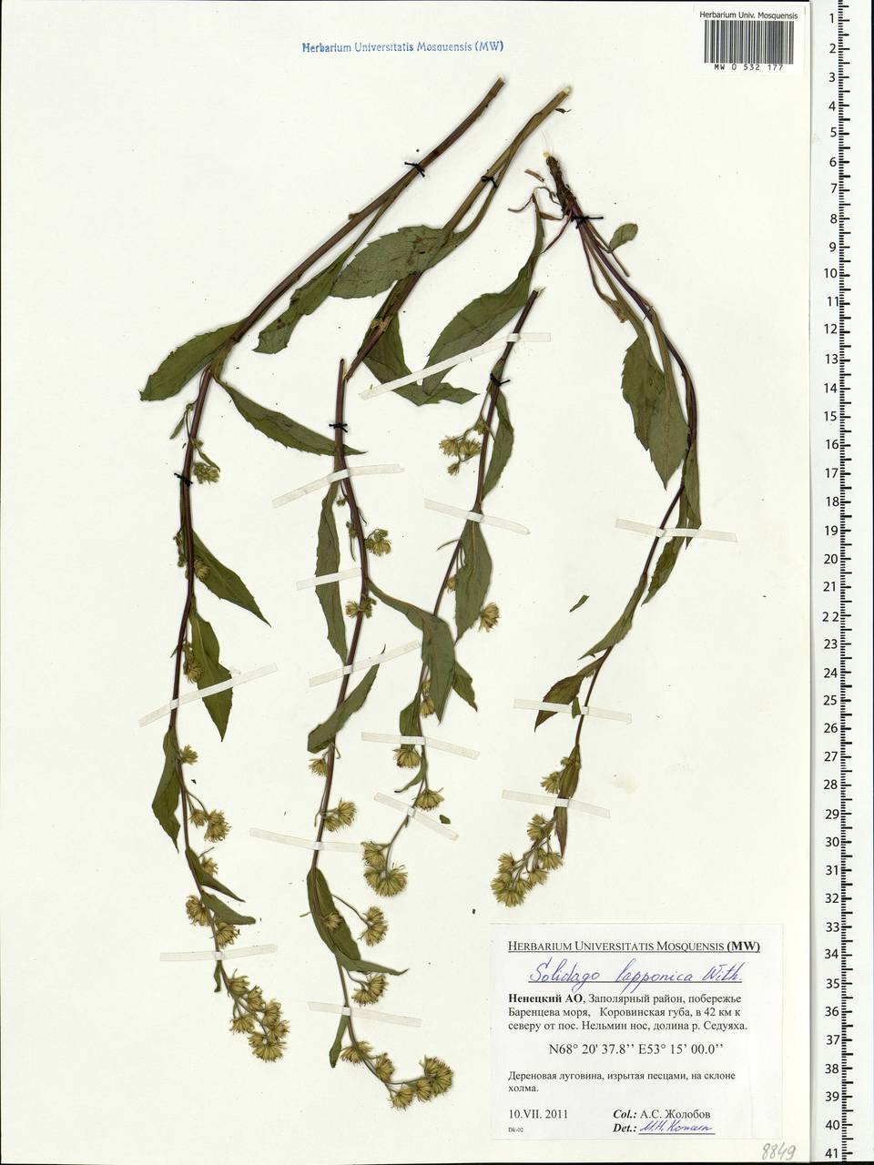 Solidago virgaurea subsp. lapponica (With.) Tzvelev, Eastern Europe, Northern region (E1) (Russia)