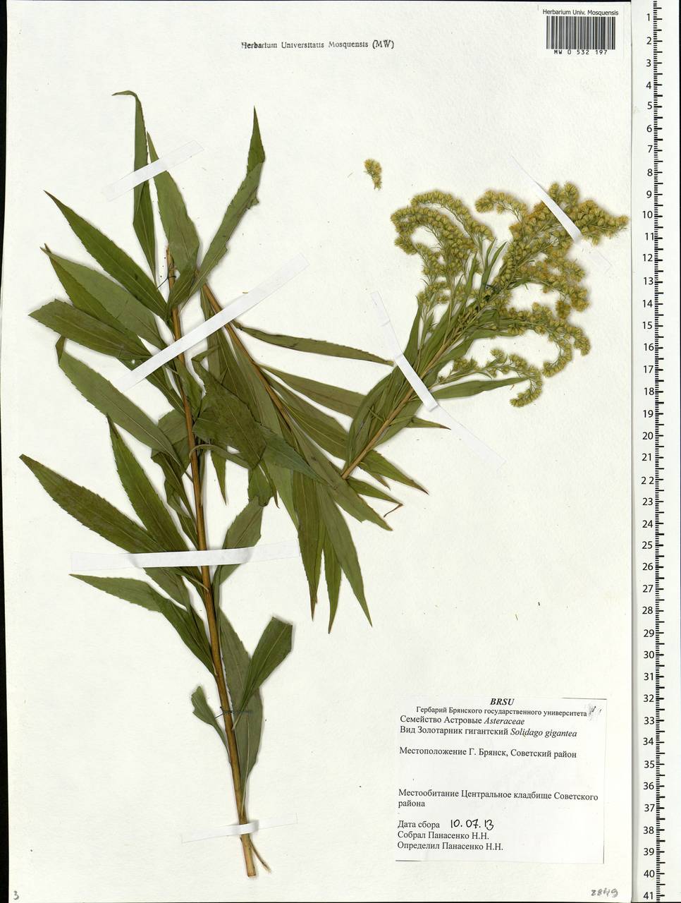 Solidago gigantea Aiton, Eastern Europe, Western region (E3) (Russia)