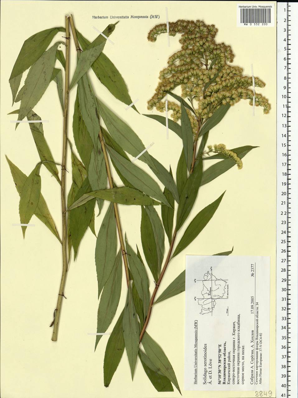 Solidago gigantea Aiton, Eastern Europe, Central region (E4) (Russia)