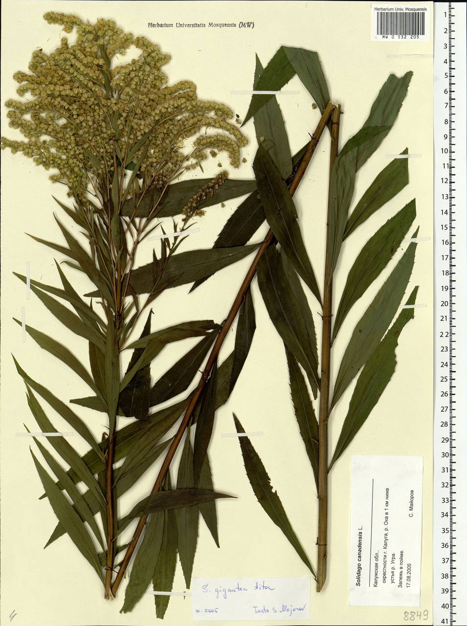 Solidago gigantea Aiton, Eastern Europe, Central region (E4) (Russia)