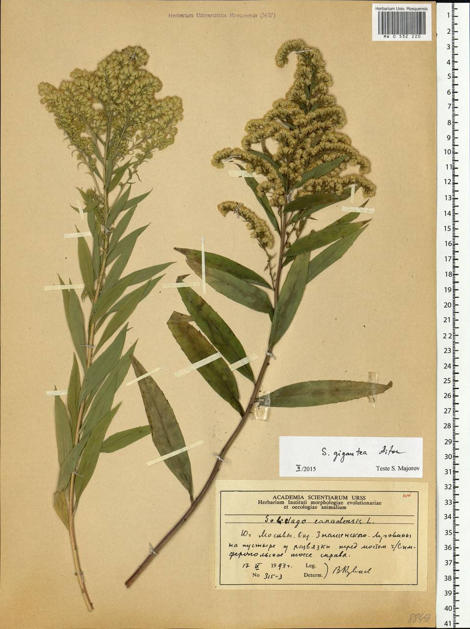 Solidago gigantea Aiton, Eastern Europe, Moscow region (E4a) (Russia)