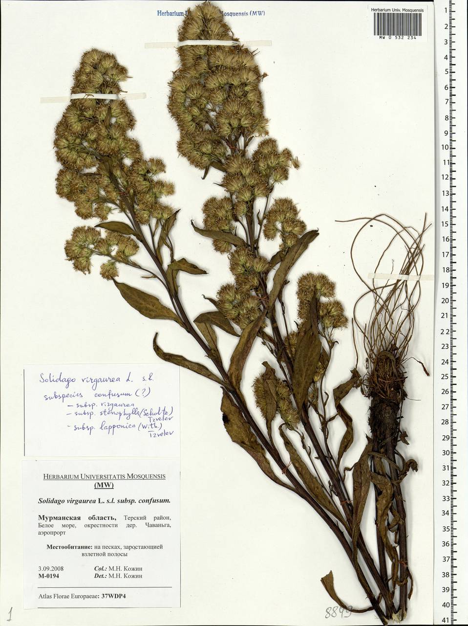 Solidago virgaurea L., Eastern Europe, Northern region (E1) (Russia)