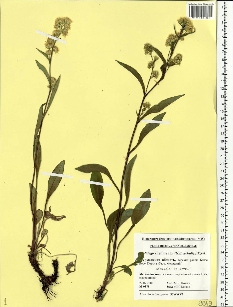 Solidago virgaurea L., Eastern Europe, Northern region (E1) (Russia)