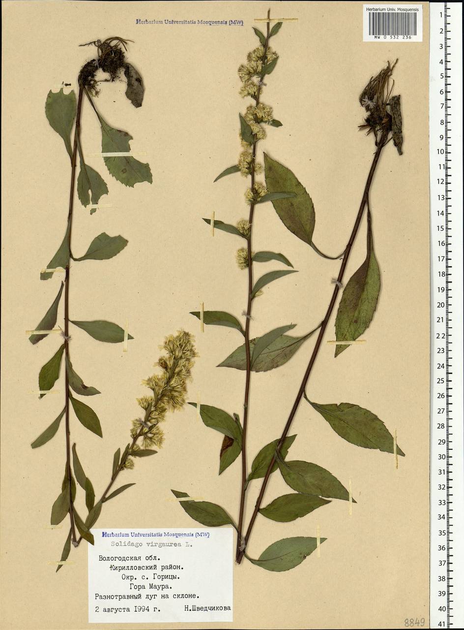 Solidago virgaurea L., Eastern Europe, Northern region (E1) (Russia)