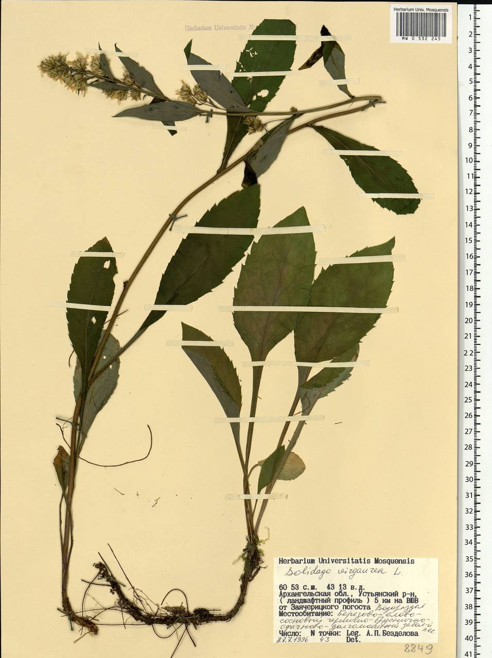 Solidago virgaurea L., Eastern Europe, Northern region (E1) (Russia)