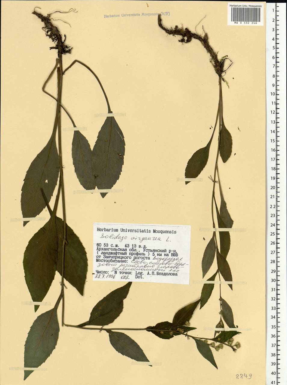 Solidago virgaurea L., Eastern Europe, Northern region (E1) (Russia)
