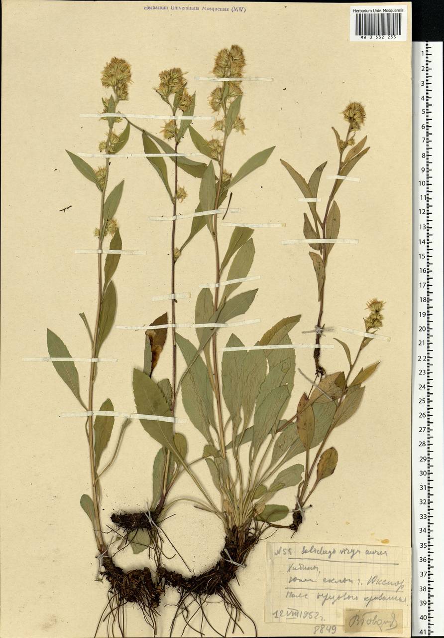 Solidago virgaurea L., Eastern Europe, Northern region (E1) (Russia)