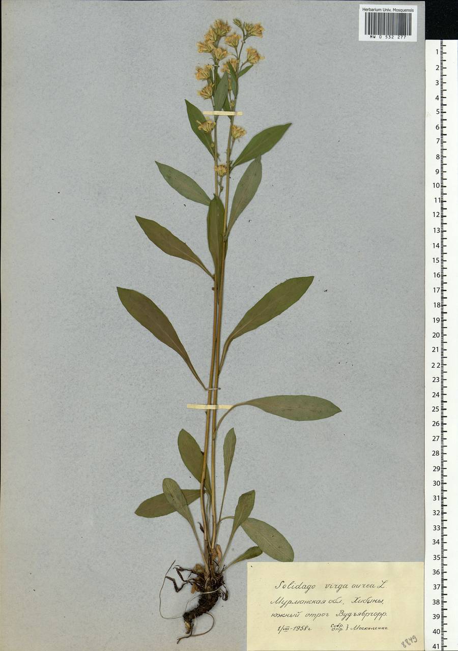 Solidago virgaurea L., Eastern Europe, Northern region (E1) (Russia)