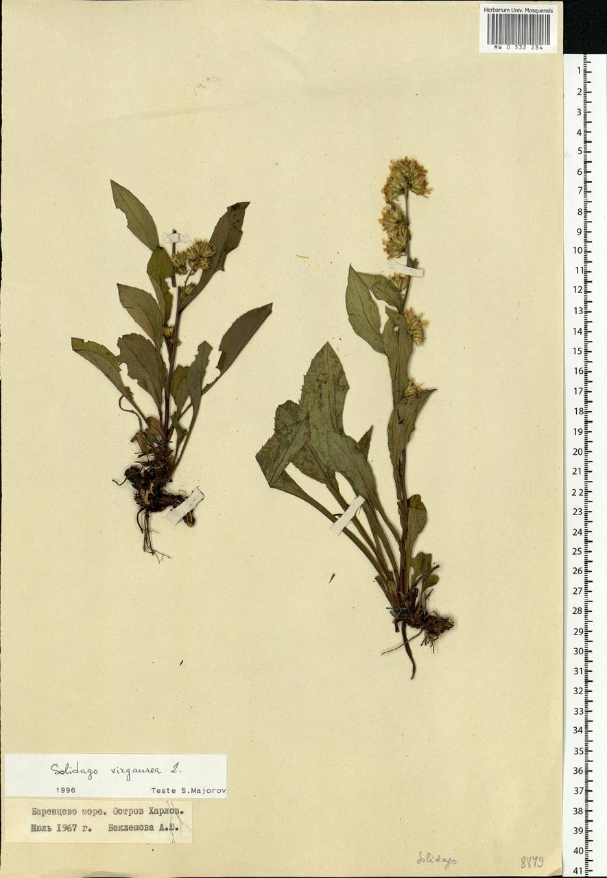 Solidago virgaurea L., Eastern Europe, Northern region (E1) (Russia)