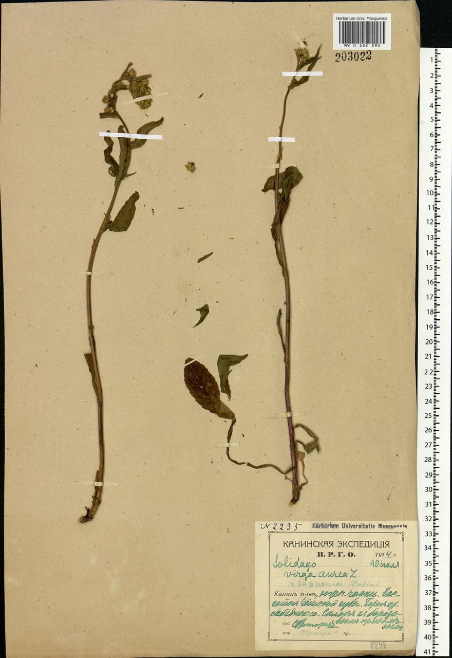 Solidago virgaurea subsp. lapponica (With.) Tzvelev, Eastern Europe, Northern region (E1) (Russia)