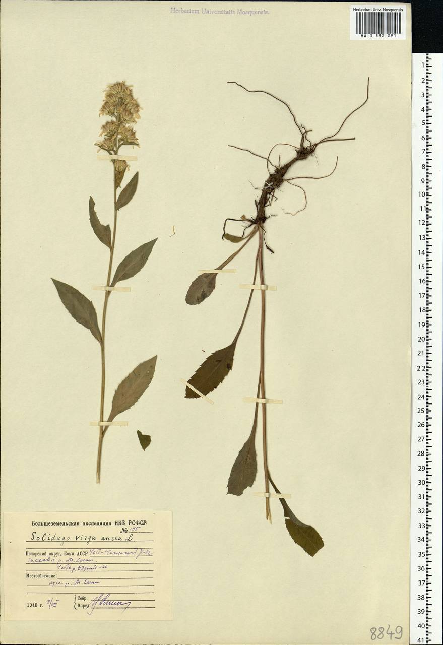 Solidago virgaurea L., Eastern Europe, Northern region (E1) (Russia)