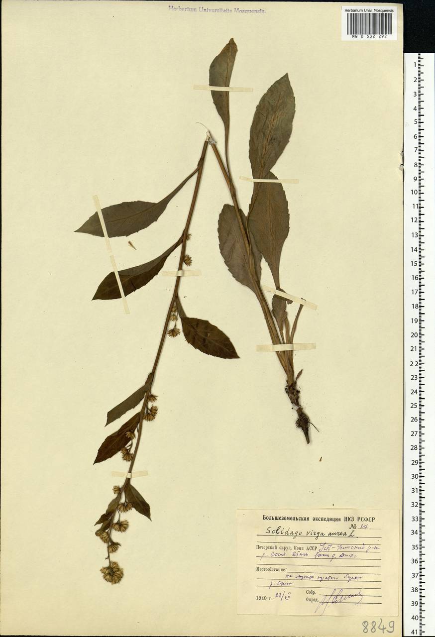 Solidago virgaurea L., Eastern Europe, Northern region (E1) (Russia)