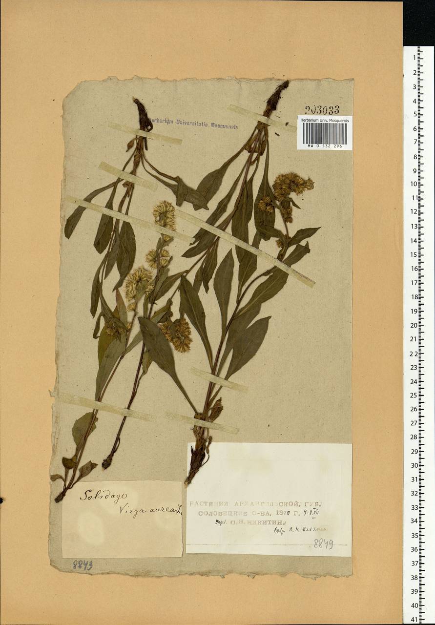 Solidago virgaurea L., Eastern Europe, Northern region (E1) (Russia)