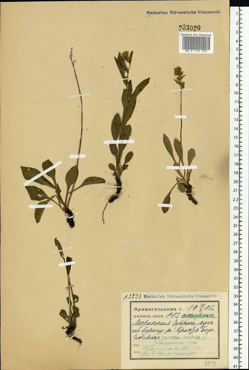 Solidago virgaurea subsp. lapponica (With.) Tzvelev, Eastern Europe, Northern region (E1) (Russia)