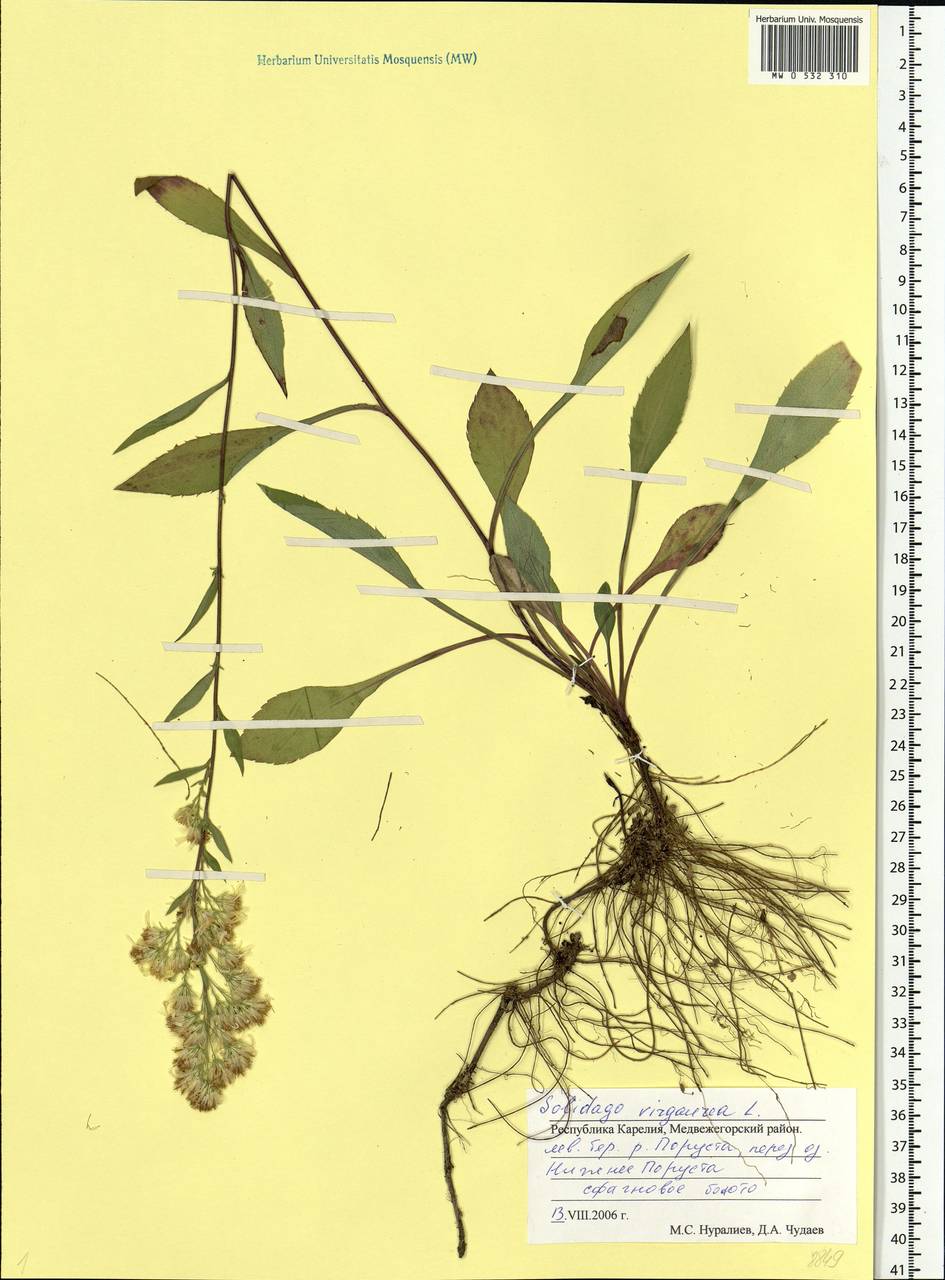Solidago virgaurea L., Eastern Europe, Northern region (E1) (Russia)