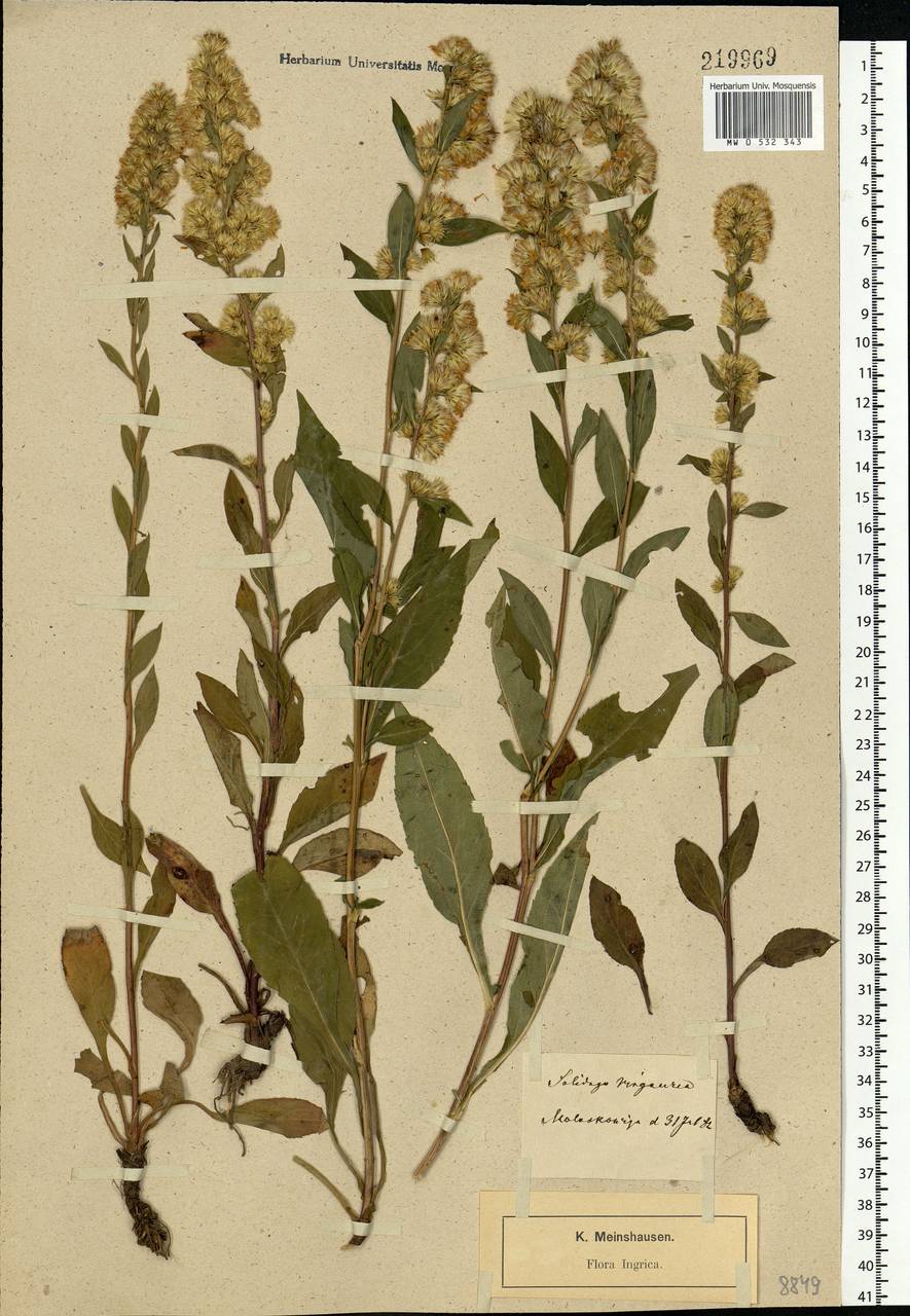 Solidago virgaurea L., Eastern Europe, North-Western region (E2) (Russia)