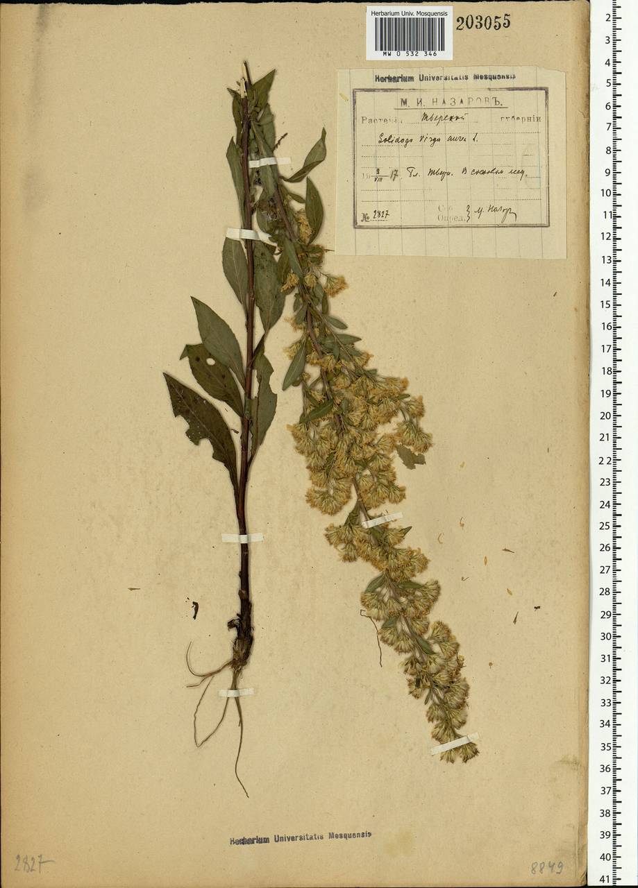 Solidago virgaurea L., Eastern Europe, North-Western region (E2) (Russia)