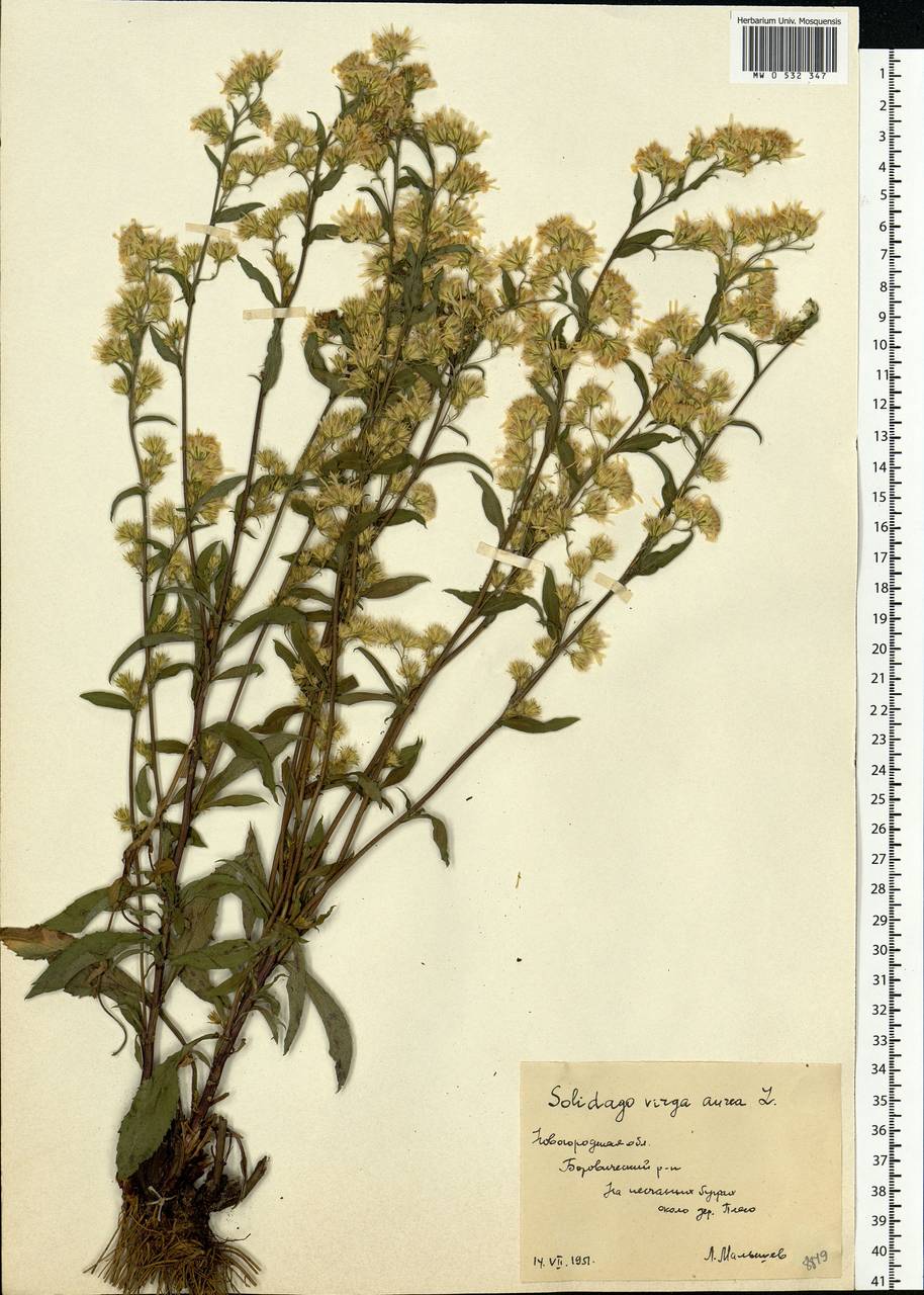 Solidago virgaurea L., Eastern Europe, North-Western region (E2) (Russia)