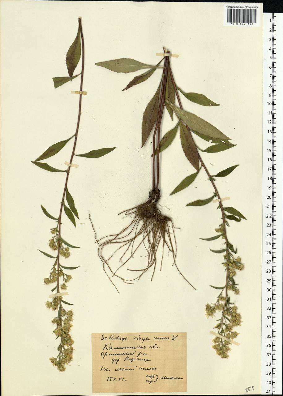 Solidago virgaurea L., Eastern Europe, North-Western region (E2) (Russia)