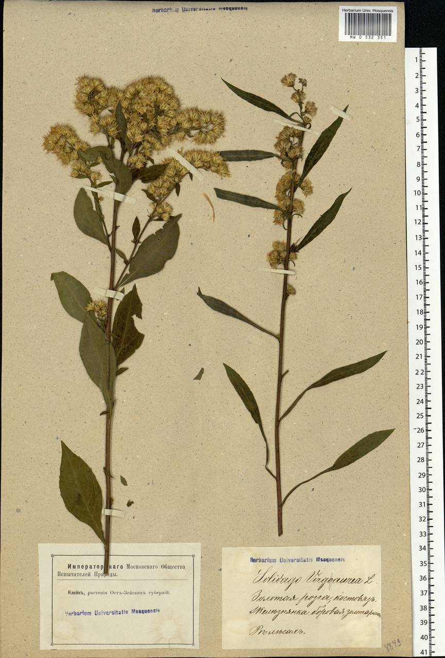 Solidago virgaurea L., Eastern Europe, Latvia (E2b) (Latvia)