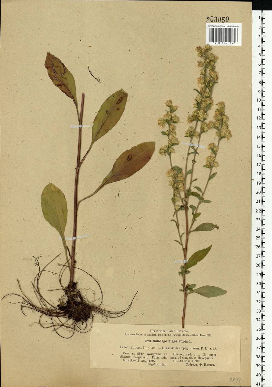 Solidago virgaurea L., Eastern Europe, North-Western region (E2) (Russia)